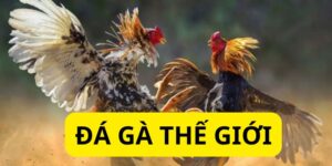 Hiểu Về Đá Gà Thế Giới – Môn Giải Trí Đậm Chất Truyền Thống